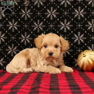 Jingle, Maltipoo Puppy